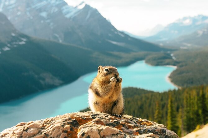 Along Icefields Parkway: Peyto Lake, Bow Lake & Columbia Icefield - Columbia Icefield Centre and the Ice Explorer: the one choice that can make or break the day