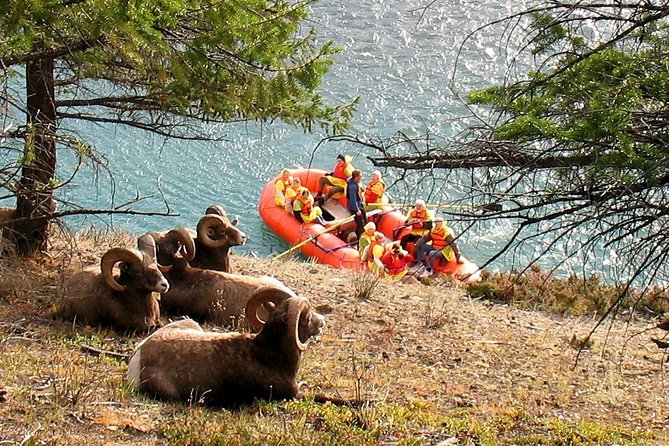 Athabasca River Easy Scenic Raft Trip - Meet the river crew: guides, safety focus, and front-row views