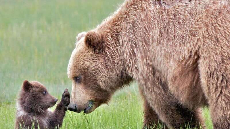 Banff/Canmore- Moraine Lake & Louise-Morning or Sunset Tour - The Wildlife Corridor Drive: Bears, Elk, and Deer Chances