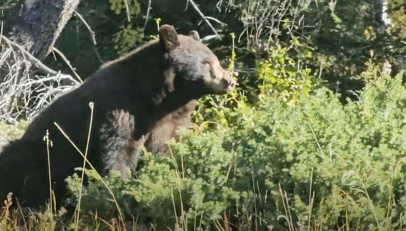 Banff: Evening Wildlife Safari Guided Tour - Key Points That Make This Safari Worth Your Time