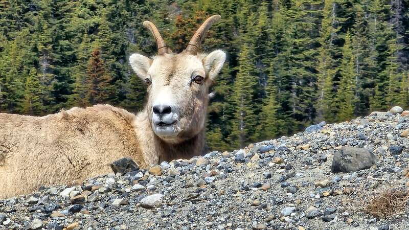 Banff: Evening Wildlife Safari Guided Tour - A Banff Evening Safari That’s More Than a Wildlife Checklist