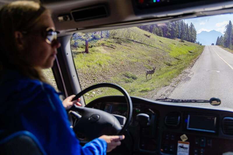 Banff: Evening Wildlife Safari Guided Tour - Pickup All Over Banff: How the 2-Hour Experience Is Designed