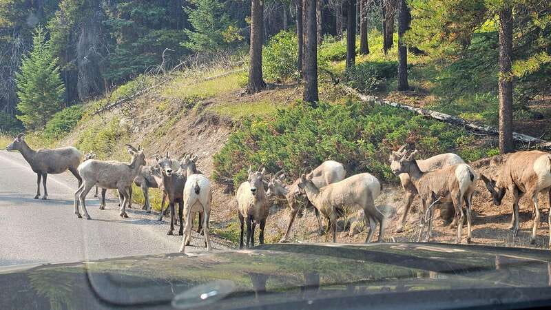 Banff: Evening Wildlife Safari Guided Tour - What You Might See: Elk, Deer, Bighorn Sheep, and the Rest of the Park