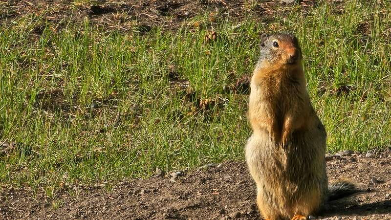 Banff: Evening Wildlife Safari Guided Tour - Learning the Wildlife Rules: How Banff Protects Animals