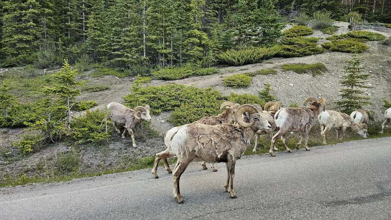 Banff: Evening Wildlife Safari Guided Tour - The Big Upside: Guide Style Can Make the Night Feel Faster