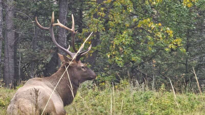 Banff: Evening Wildlife Safari Guided Tour - Who This Tour Fits Best (And Who Might Want Something Else)