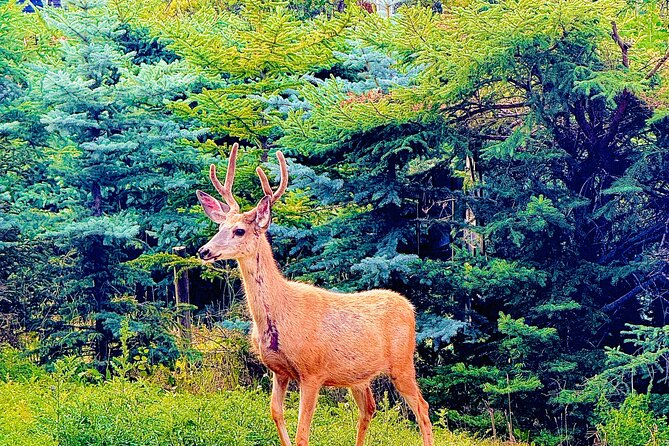 Banff Evening Wildlife/ Scenic Tour – Lakes, Hoodoos & Bow Falls - Wildlife spotting at dusk: what the odds mean in real life