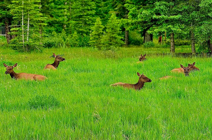 Banff Evening Wildlife/ Scenic Tour – Lakes, Hoodoos & Bow Falls - Bow Falls at sunset: the tour’s calm, loud finale