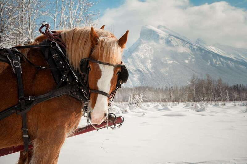 Banff: Family Friendly Horse-Drawn Sleigh Ride - Checking In at Banff Trail Riders Stables (Sundance Road)