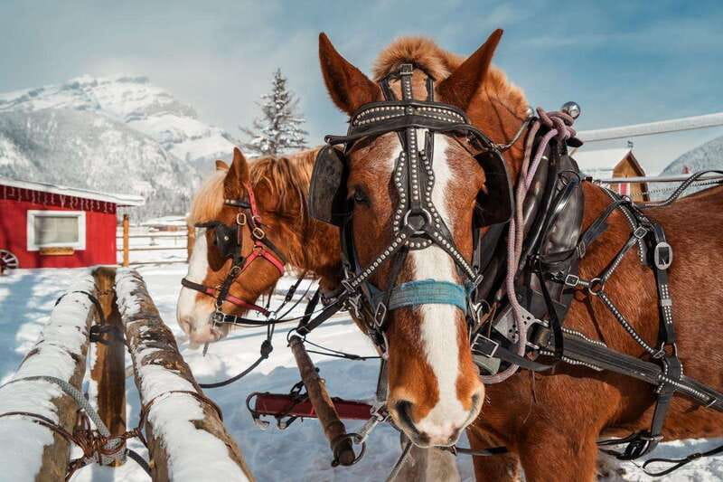 Banff: Family Friendly Horse-Drawn Sleigh Ride - Weather Reality: When the Sleigh Changes or Doesn’t Run