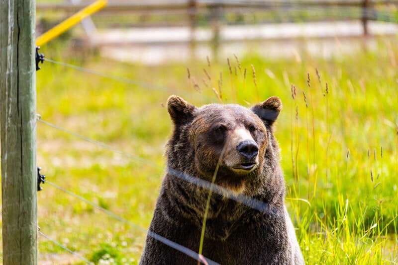 Banff: Grizzly Bear Refuge Tour with Lunch - A 10-hour Yoho-to-Golden day that feels efficient, not rushed