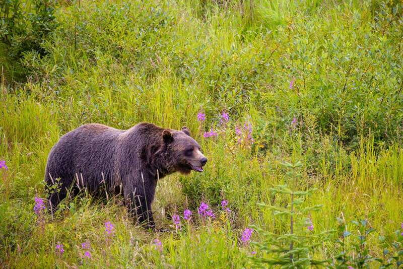 Banff: Grizzly Bear Refuge Tour with Lunch - Golden Skybridge: walking 130m above the ground