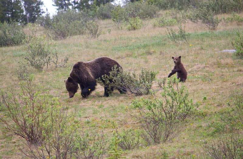 Banff: Guided Nature Walk with Bear Country Safety Tips - Key highlights you’ll feel on the trail