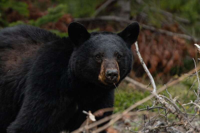 Banff: Guided Nature Walk with Bear Country Safety Tips - Who this Banff tour is best for