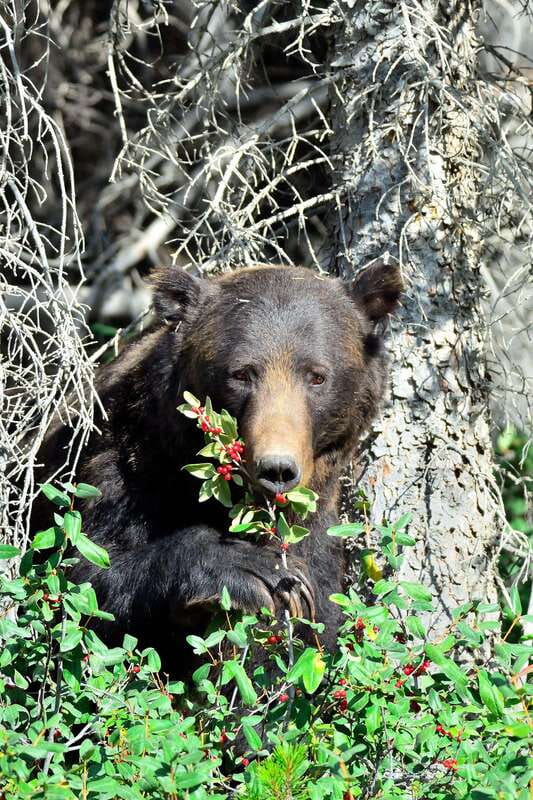 Banff: Guided Nature Walk with Bear Country Safety Tips - The 2-hour itinerary: what happens before and during the hike