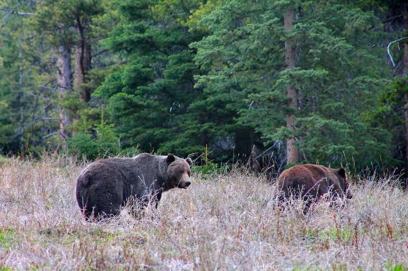 Banff: Guided Nature Walk with Bear Country Safety Tips - What you’ll notice on the trail: plants, birds, elk, deer