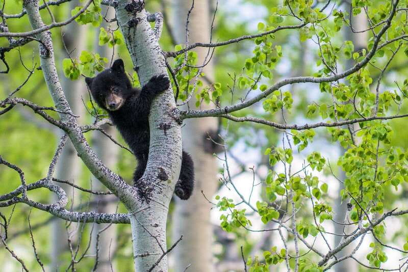 Banff: Guided Nature Walk with Bear Country Safety Tips - Bear country safety tips you can carry on every hike