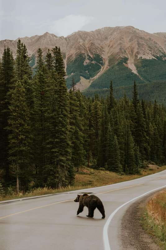Banff: Guided Nature Walk with Bear Country Safety Tips - How the guide tailors the pace (and why that’s not small)