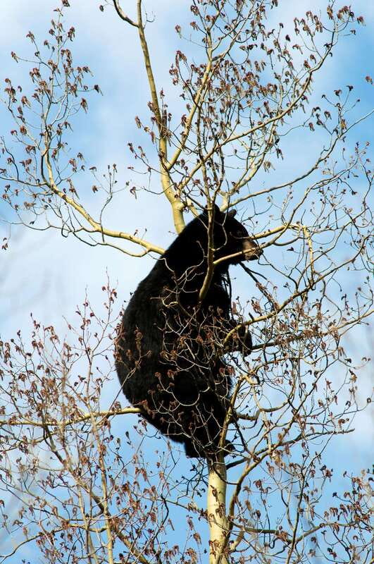 Banff: Guided Nature Walk with Bear Country Safety Tips - Price and value: is $65 per person fair?