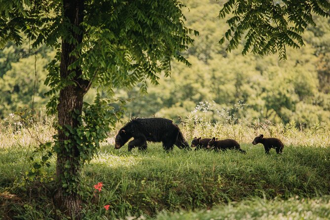 Banff Highlights & Wildlife | Award-Winning Small Group Adventure - Banff at dusk: why this small-group wildlife format makes sense
