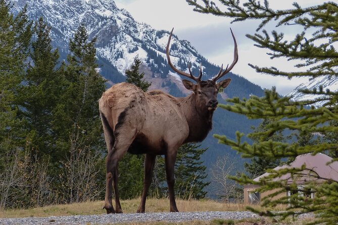 Banff Highlights & Wildlife | Award-Winning Small Group Adventure - Surprise Corner and Tunnel Mountain: a fast peek toward a local landmark