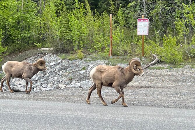 Banff Icefield Parkway Private Full Day Tour - Waterfowl Lakes and Peyto: short breaks, big names