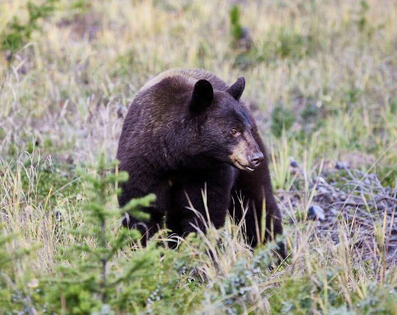 Banff PRIVATE Guided Nature Walk + Transportation - 2.5H - Key highlights worth booking