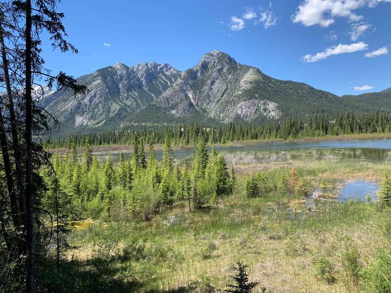 Banff PRIVATE Guided Nature Walk + Transportation - 2.5H - Banff National Park nature walk: tailored trails for real comfort