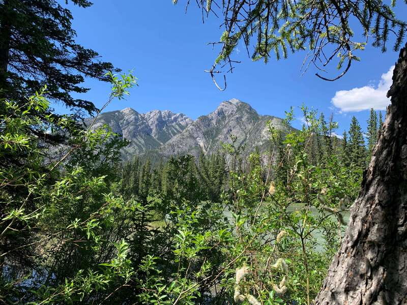 Banff PRIVATE Guided Nature Walk + Transportation - 2.5H - Bear and mountain survival lessons that actually help