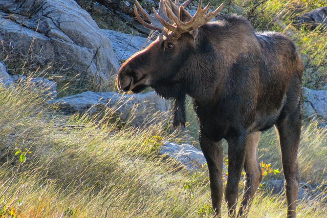 Banff to Jasper One-Way Tour - Wildlife Along the Way: When the Parks Add a Bonus Moment