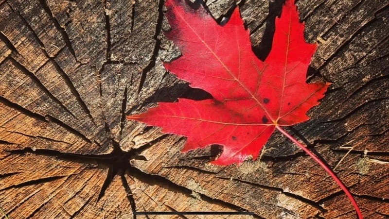 Banff Town: Guided Town Walking Tour with Snack - How Erin turns Banff into a story you can picture
