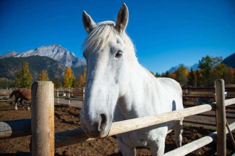 Banff: Wagon Ride with Cowboy Cookout BBQ - Quick hits before you book