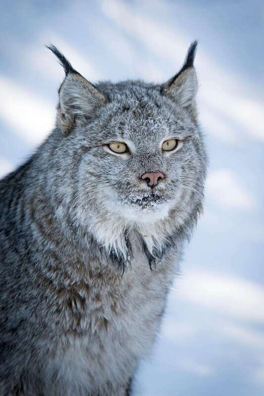 Banff: Winter Wilderness Walk with Wildlife Tracking - 2hrs - Key things to know before you go