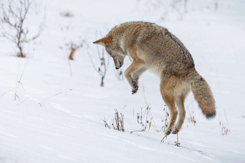 Banff: Winter Wilderness Walk with Wildlife Tracking - 2hrs - Meeting at Cave and Basin: finding your guide fast