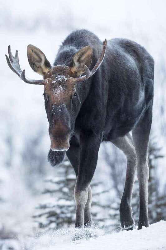 Banff: Winter Wilderness Walk with Wildlife Tracking - 2hrs - Who this winter wilderness walk fits best