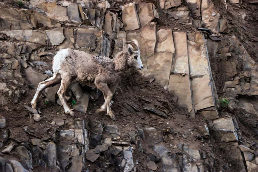 Calgary/Banff: Icefields Parkway & Columbia Icefield Tour - Who This Tour Suits Best (and Who Should Rethink It)