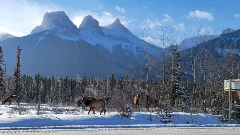Calgary: Canmore, Banff, Lake Louise - Gondola Included - Banff Avenue and Bow Falls: quick town time with a nature reset