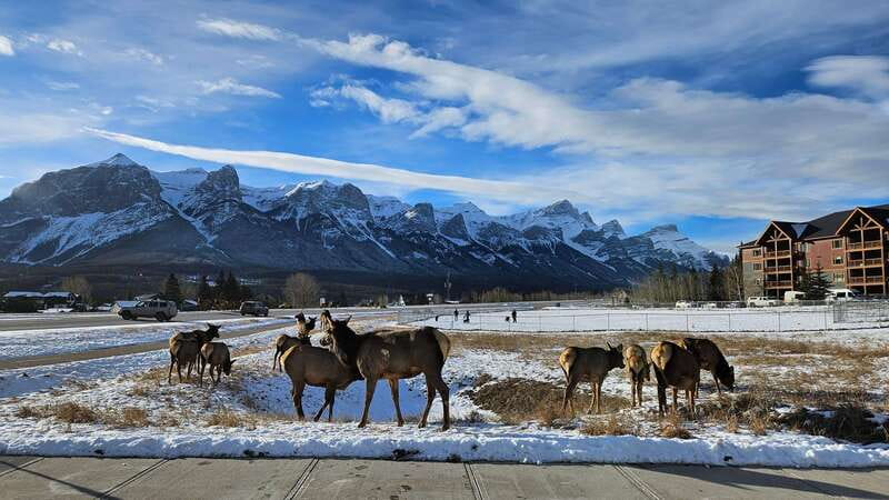 Calgary: Canmore, Banff, Lake Louise - Gondola Included - Lake Louise time: walking, shopping, and that iconic backdrop