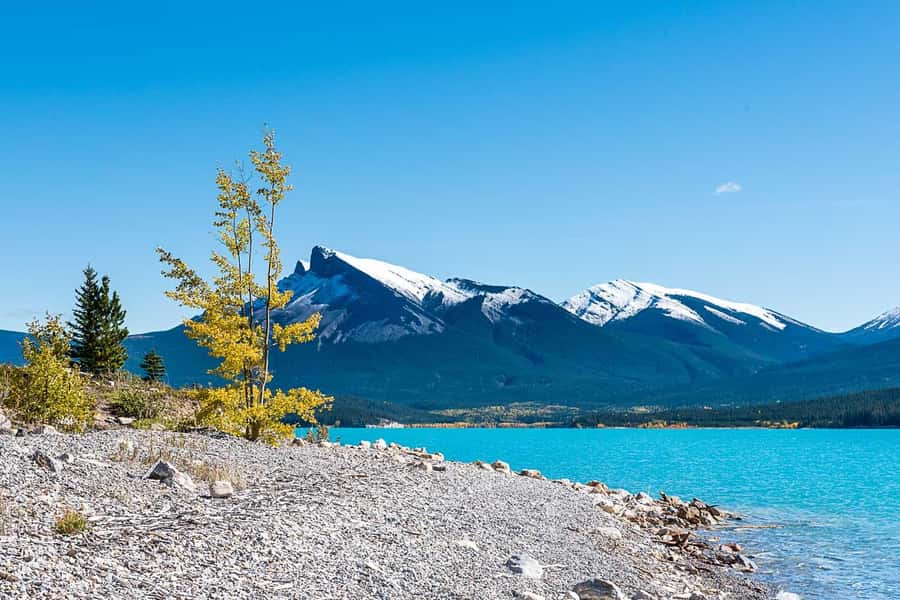 Calgary: Day Trip to Jasper with Lunch - Wildlife Chances on the Road: mountain goats, deer, and the real rules