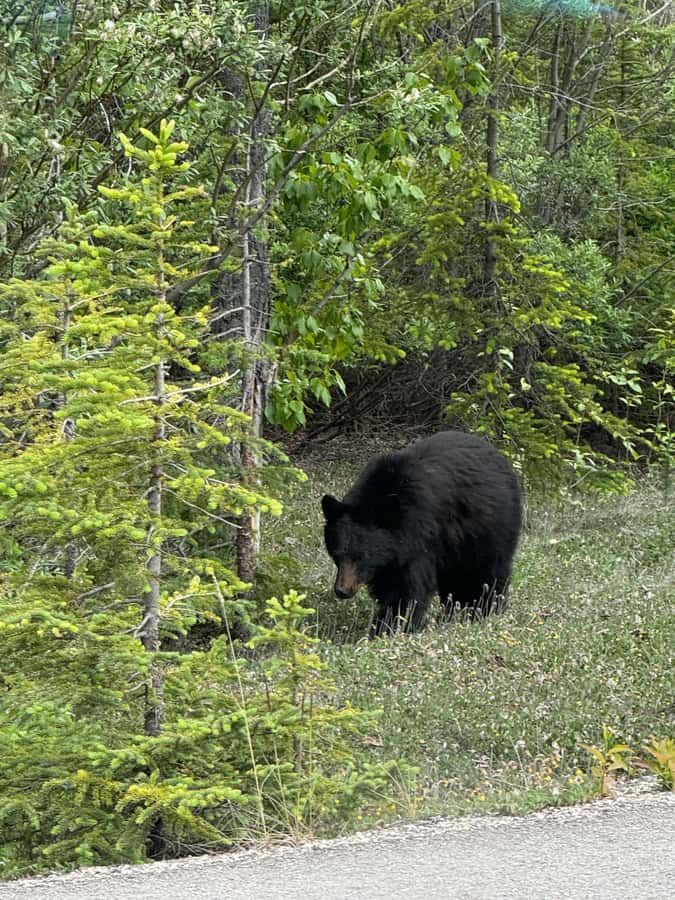 Calgary: Day Trip to Jasper with Lunch - Price and Value at about $110 per person