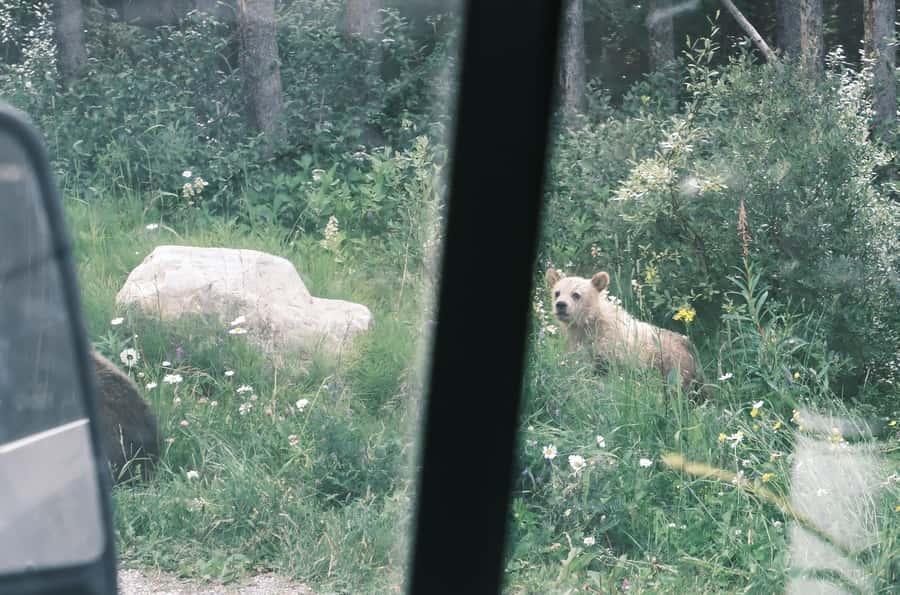Calgary:Moraine Lake Sunrise & Lake Louise & Wildlife Safari - Why this sunrise-to-safari day works (and who it’s best for)