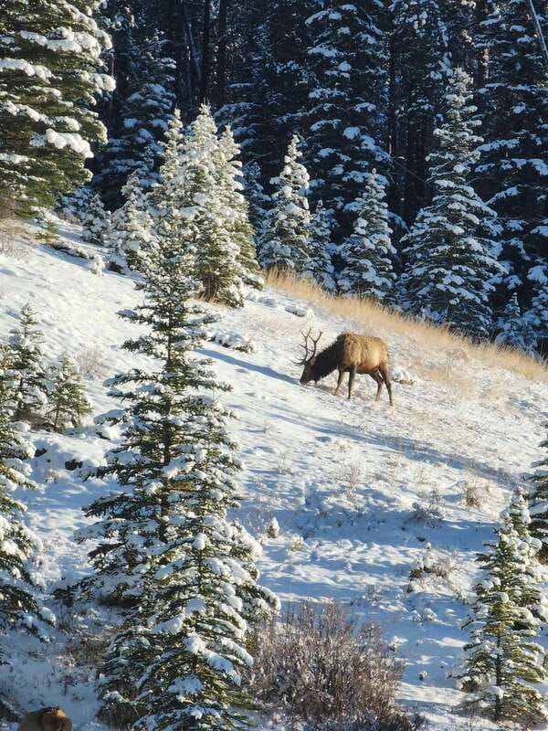 Canmore/Banff: Explore Banff & Wildlife - Quick, Practical Highlights