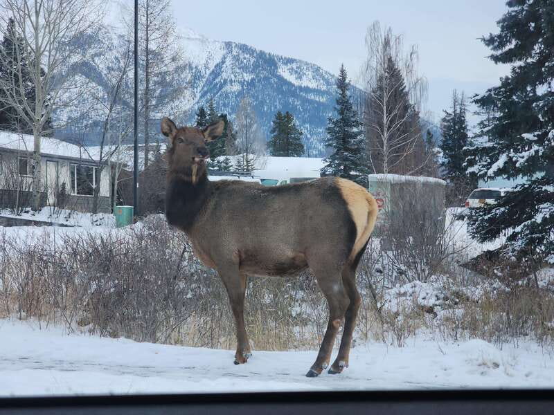 Canmore/Banff: Explore Banff & Wildlife - What You’re Really Buying for $69