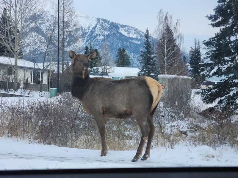 Canmore/Banff: Explore Banff & Wildlife - The Guide Factor: Real Help, Not Just a Script
