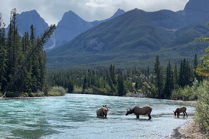 Canmore Cowboys and Coal Miners History Tour - 2H Walk - Bow River trails, old bridges, and the kind of wildlife spotting that feels earned