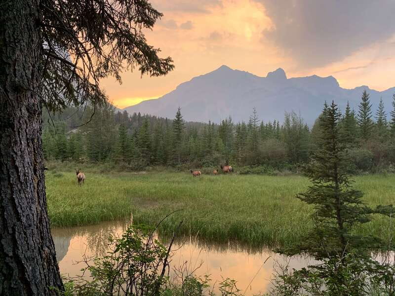 Canmore: PRIVATE SAFARI Drive to BANFF Park & Nature Walk - Weather reality: when plans adapt and why that’s a plus