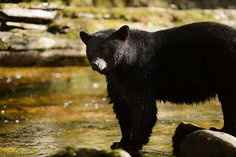 Canmore: PRIVATE SAFARI Drive to BANFF Park & Nature Walk - Wildlife safari drive: the part that turns a drive into a hunt