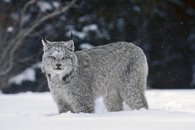Canmore: Wilderness & Wildlife Tour - 2hr Walk - Small Groups of 12: The Secret Sauce for a Better Hike