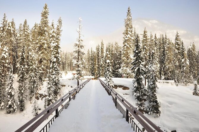 Discover Grizzly Bears from Banff - Key Highlights You’ll Notice Fast