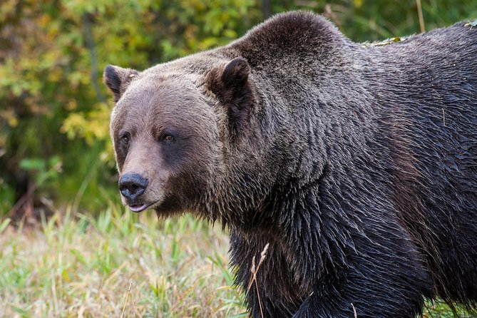 Discover Grizzly Bears from Banff - Banff to Grizzly Country: How the Day Flows (About 10 Hours)